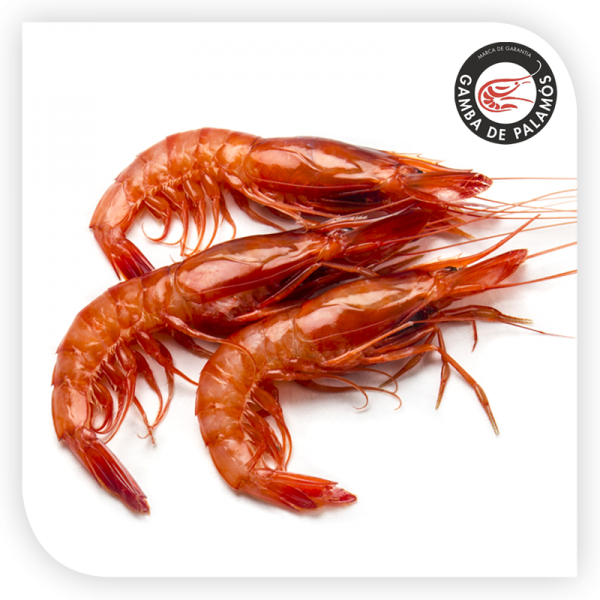 西班牙最好吃的红虾 camba de palamos
